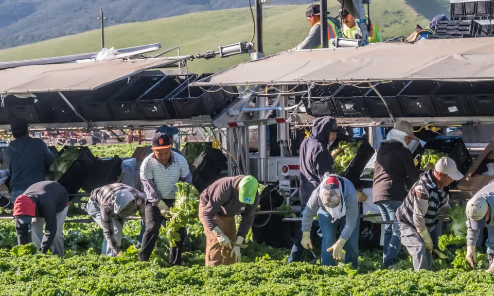 Immigrant farmworkers cut and package lettuce in the fields.