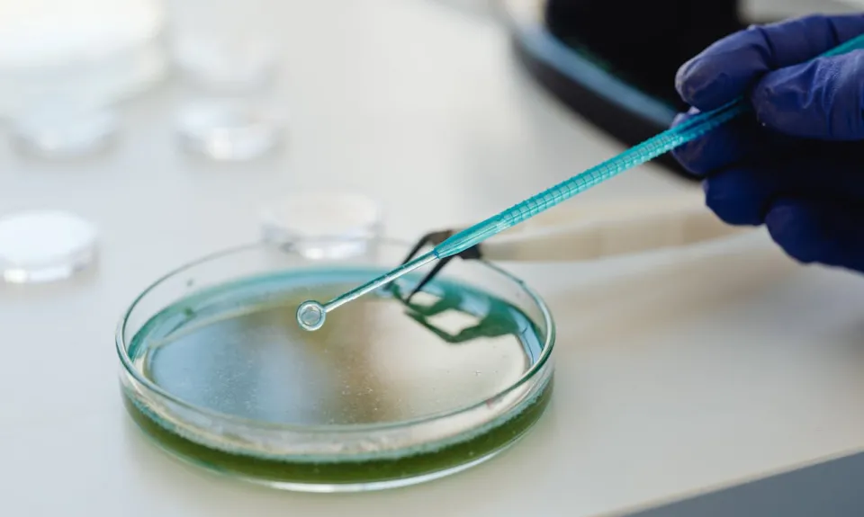 A gloved hand holds an instrument over a petri dish.