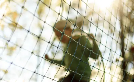 A child jumps rope behind a net