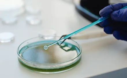 A gloved hand holds an instrument over a petri dish.