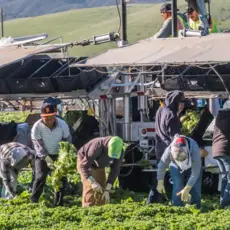 Immigrant farmworkers cut and package lettuce in the fields.