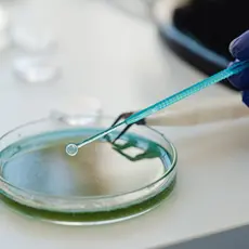 A gloved hand holds an instrument over a petri dish.